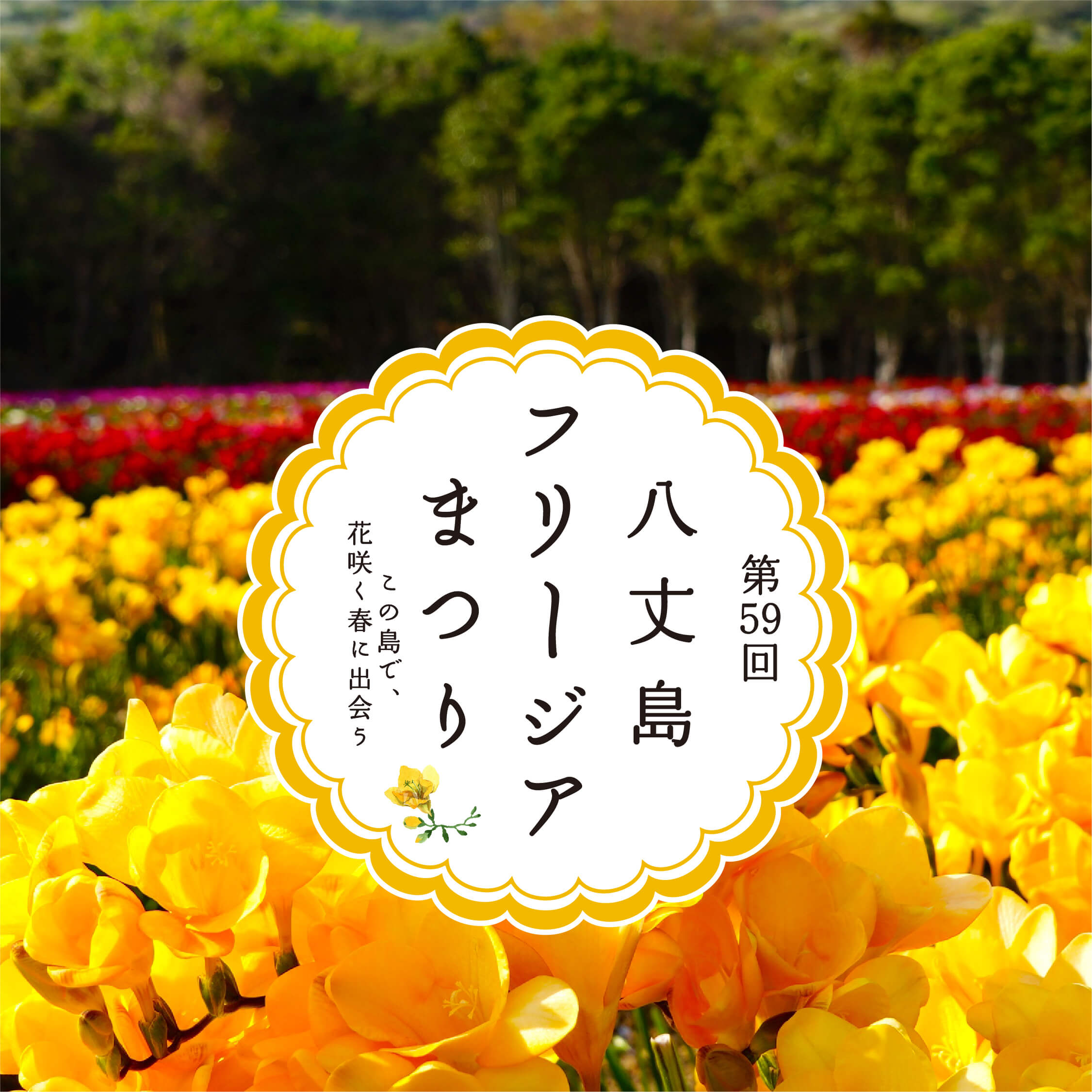 ヒストリー 八丈島フリージアまつり 公式web ヒストリー 八丈島フリージアまつり 公式web